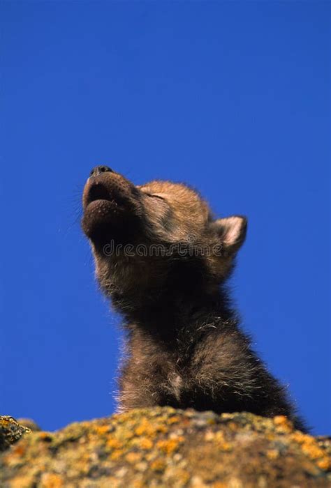 Cute Gray Wolf Pup Howling stock image. Image of young - 14140291