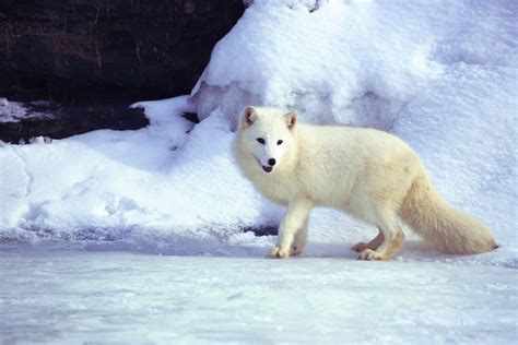 7 Animals That Turn White in Winter | Britannica