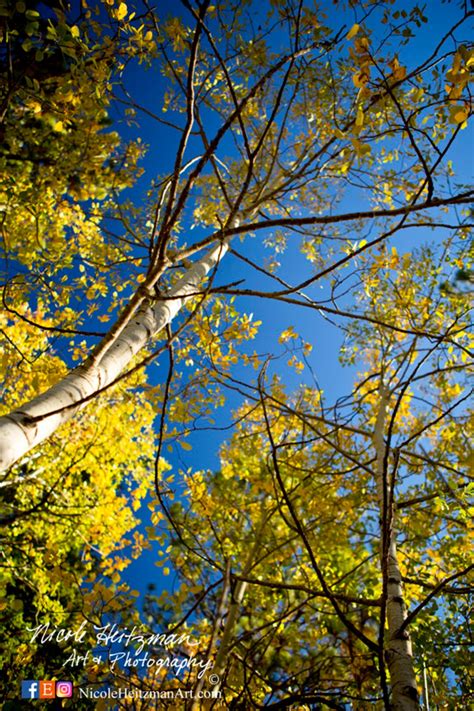 Fall Aspen Trees Photography Black Hills Scenery Autumn Metal - Etsy