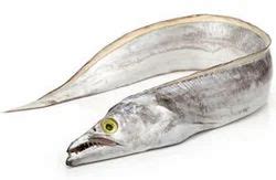 Ribbon Fish - Ribbonfish Manufacturers & Suppliers in India