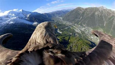 Eagle Equipped With 360-Degree-View Camera Flies Over Glaciers And Mountains To Raise Awareness ...