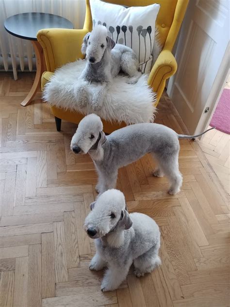 Pin by Balint Bako on Bedlington Terriers in the Nature or at Home ...