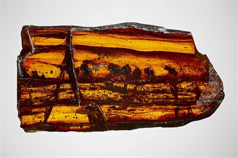 11 detailed photos of amber fossils from AMNH | Popular Science