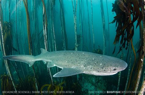 Broadnose Sevengill Shark swimming through a kelp forest in South Africa. With ...