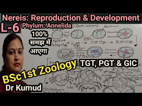 #Nereis #Reproduction & Developments in Nereis|L-6| BSc-1st #ZoologyTGT#PGT_GIC#Dr Kumud_STD ...