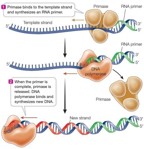 Onconews - Entendendo a função da primase e do primer de RNA na síntese ...