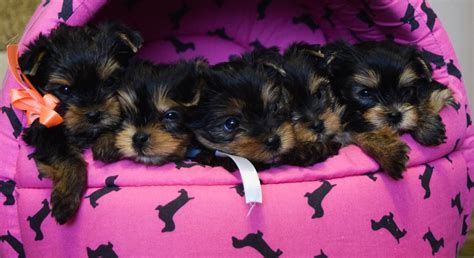 Yorkie growth chart and Yorkshire terrier development stages - Yorkie.Life