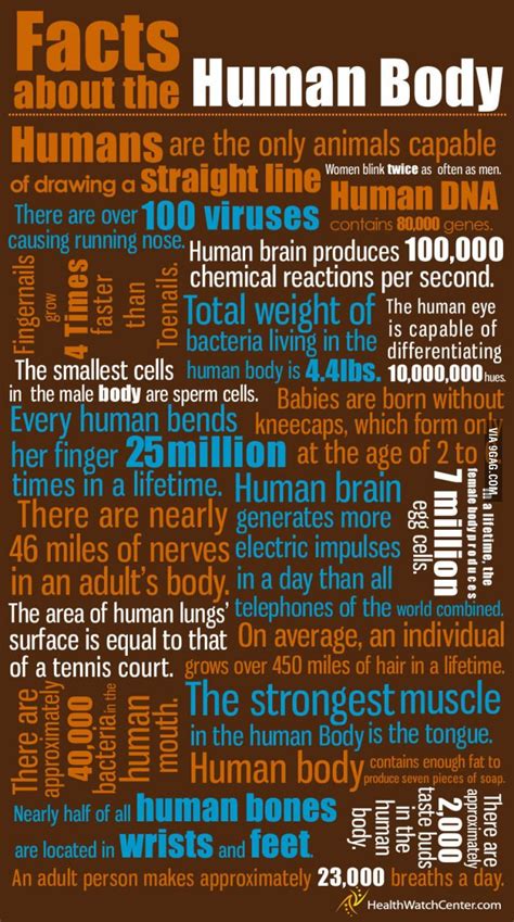 Interesting Facts About The Human Body | Human body facts, Infographic health, Facts about humans