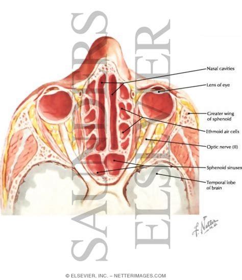 Ethmoid Air Cells