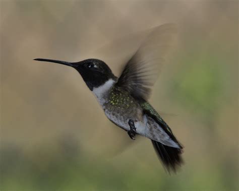 Black-chinned Hummingbird, Archilochus alexandri - a photo on Flickriver