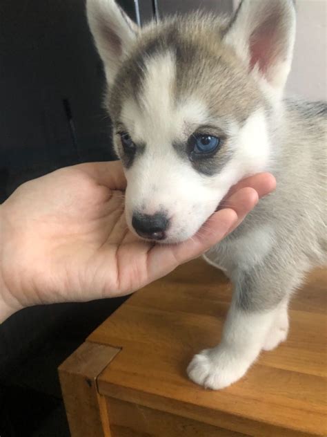 Sakhalin Husky Puppies For Sale | Philadelphia, PA #292473