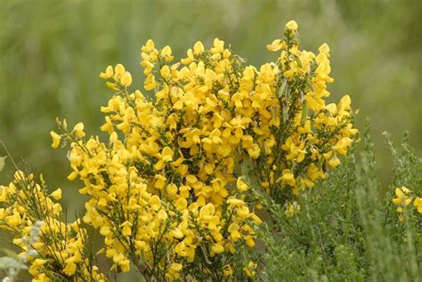 Information On Broom Shrubs: Controlling Broom Shrubs In The Landscape | Broom plant, Planting ...