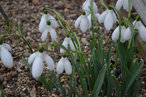 Out2play in the garden: Snowdrop Gardens