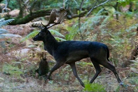 🔥 melanistic deer 🔥 : NatureIsFuckingLit | Melanistic animals, Unique animals, Albino animals