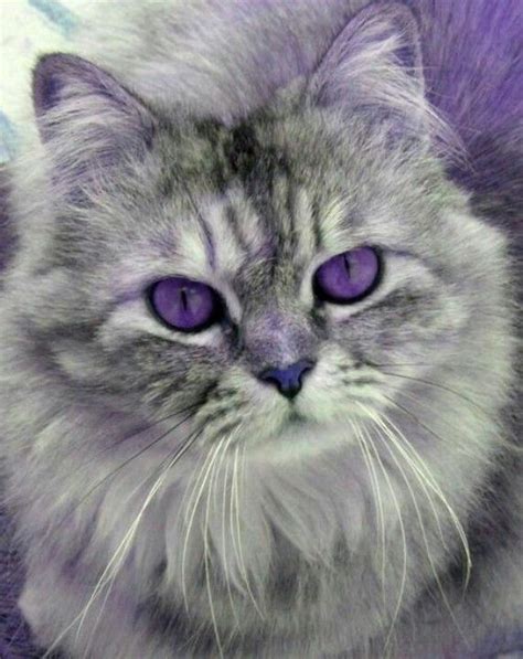 Image by Chassidy Basque on Lavender☆Purple♥*. | Purple cat, Beautiful ...