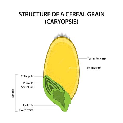 Premium Vector | Structure of a cereal grain caryopsis diagram labelled