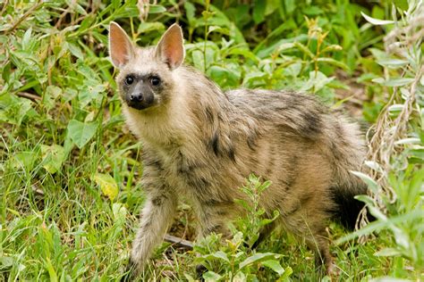 Hyenas have a bad rap—but they’re Africa’s most successful predator