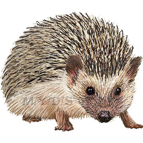 Hedgehog-clipart - Bampton School