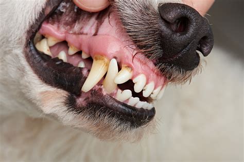 Learn About Dog Tooth Abscess | Ask Fido