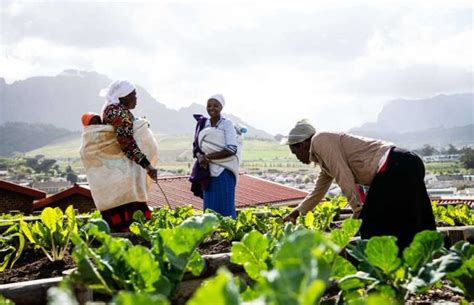 Definition Of Smallholder Farmers In South Africa - Farmer Foto Collections