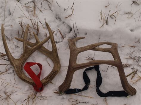 Rattling Antlers | Frontier Muzzle Loading