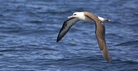 The albatross, El Niño and climate change: a tale of mixed fortunes - Carbon Brief