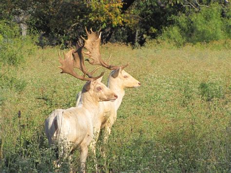 Trophy Fallow Deer Hunting in Texas; Habitat, Facts, Antler Pictures.