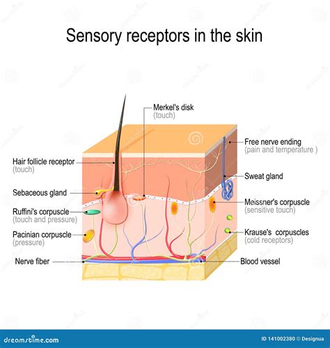 Nerves And Nerve Endings Royalty-Free Stock Photography | CartoonDealer ...