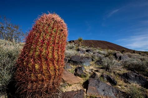 Images from the Mojave National Preserve | Nature and Wildlife | Discovery