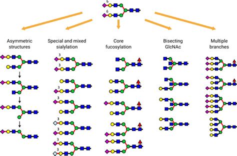 Custom glycan synthesis | GlyTech, Inc.