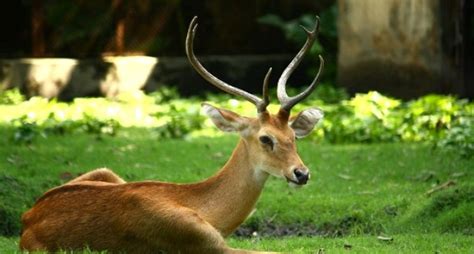 Sangai deer in Manipur