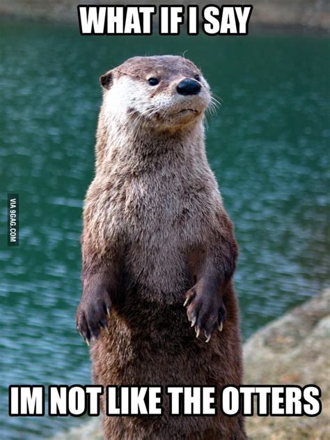 Just an otter meme | Otter meme, Otters cute, Otters