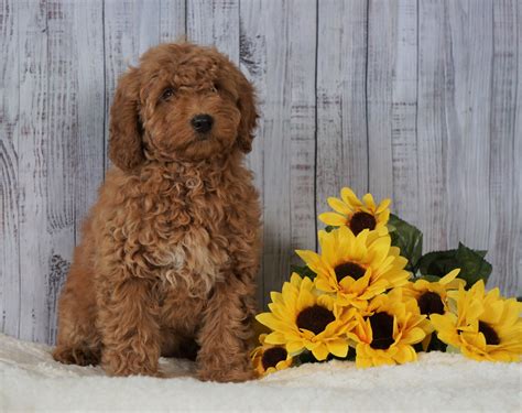 F1B Mini Goldendoodle For Sale Holmesville OH Female- Amber – AC Puppies LLC