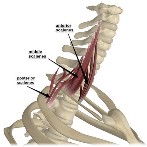 Scalene Muscles, Its Attachments and Actions - Yoganatomy