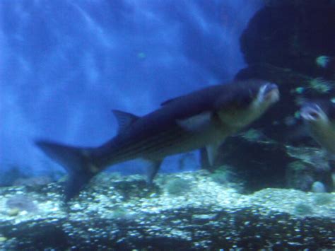 London Zoo - Aquarium - Fish | This is the Aquarium at Londo… | Flickr