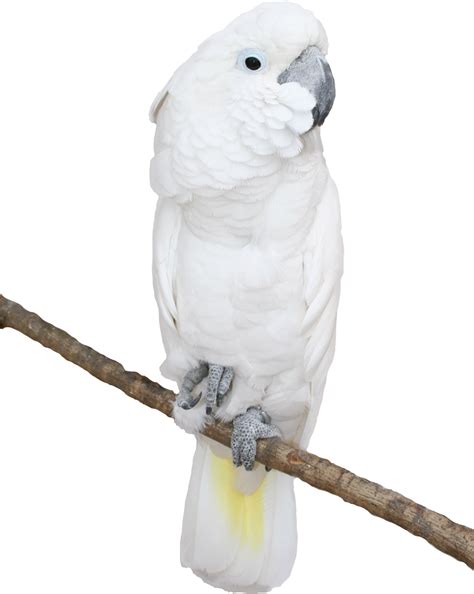 Download White Parrot Transparent Png Picture - Clipart Critters With ...