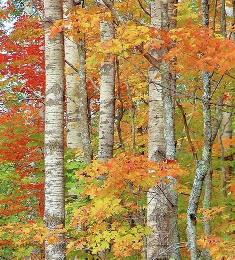 Autumn Birch Trees Photograph by Roxanne Distad