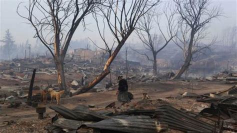 Unexpected friends help Chile in reforesting areas devastated by fire