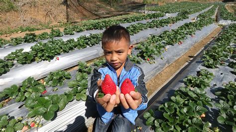 Baguio City Strawberry Farm