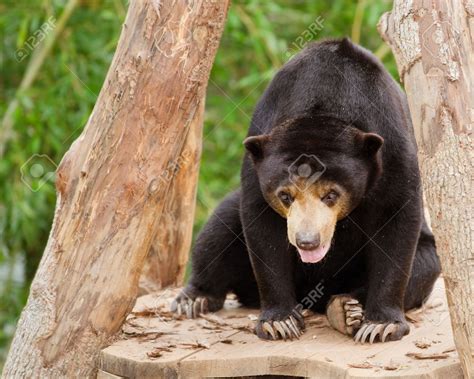 Malayan Sun Bear Helarctos Malayanus Stock Photo, Picture And ... Malayan Sun Bear, Bear Species ...