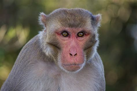 18 Various Types of Monkeys Breed found on Indian Mainland – Best of India!