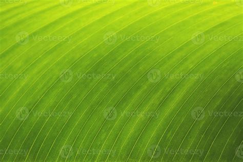 banana leaf background 10227739 Stock Photo at Vecteezy