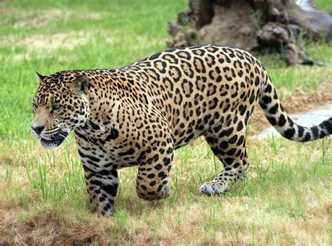 Thick Jaguar. The 3rd largest cat species in the world. : natureismetal