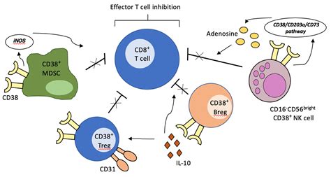 Cells | Free Full-Text | The Many Facets of CD38 in Lymphoma: From Tumor–Microenvironment Cell ...