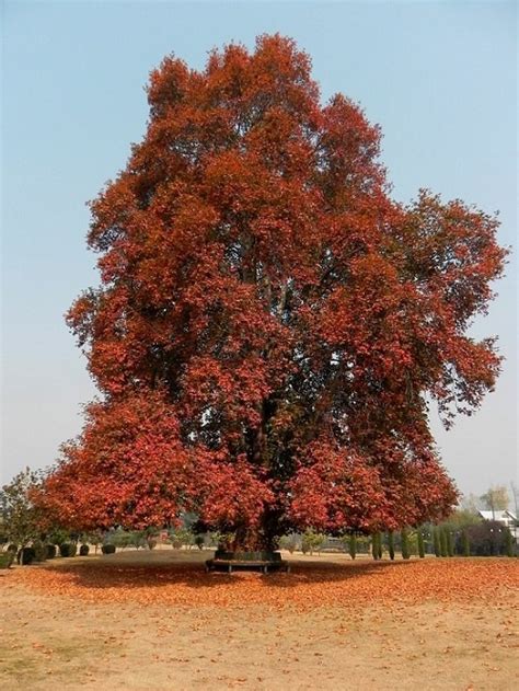 Where Do Chinar Trees Grow In India • India Gardening