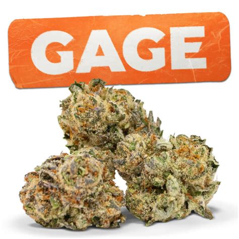 Banana Bread Cannabis Strain | Gage Cannabis Strain of the Week