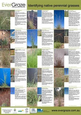 Native Grasses Identification Poster | Farmstyle Australia