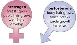 Sex hormones - Biology Notes for IGCSE 2014