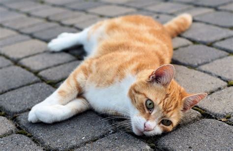 Antibiotics for Cats: When To Use Them