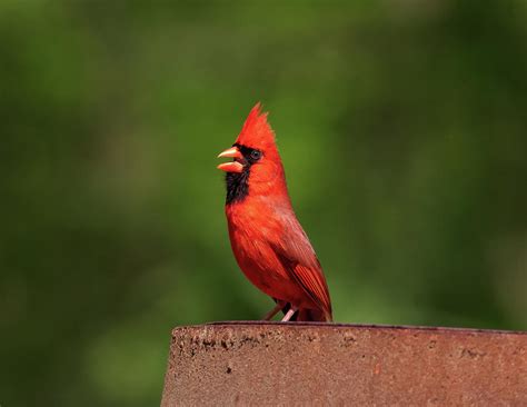 Singing Cardinal Photograph by Chad Meyer - Fine Art America